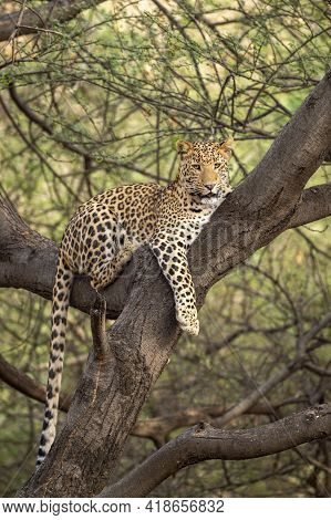 Wild Male Leopard Or Panther On Tree Trunk With Eye Contact In Natural Green Background At Jhalana F