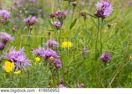 Beautiful Pink Purple Cornflowers (centaurea Jacea) In A Summer Meadow