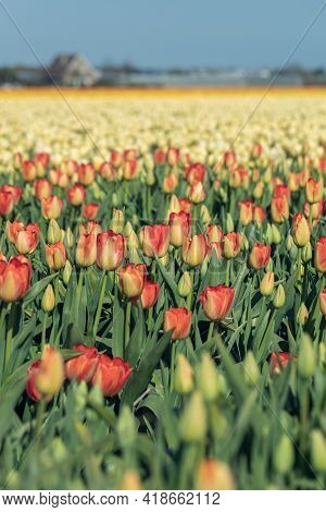 Blooming Multicilor Tulip Fields. Floral Spring Background.