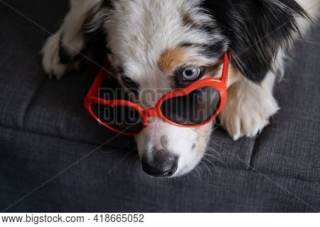 Funny Australian Shepherd Dog Lying On Couch With Heart Glasses. Valentine Day