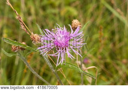 Meadow Cornflower (centaurea Jacea). Lilac Pink Flower On Green Grass Background
