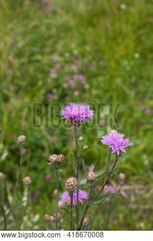 Meadow Cornflower (centaurea Jacea). Lilac Pink Flower On Green Grass Background