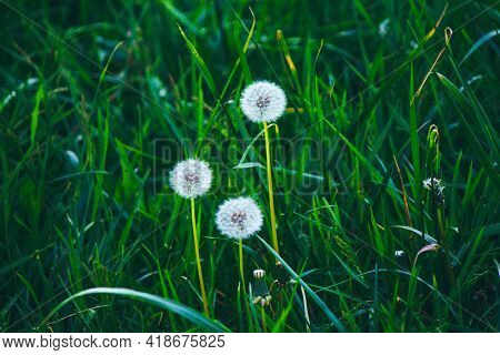 Three Fluffy Dandelions On A Background Of Green Grass