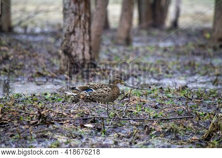 Brown Duck Walks Through Marshland In Early Spring