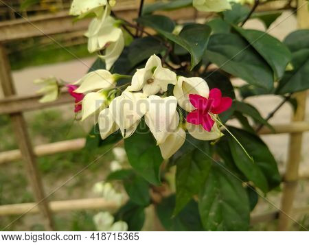 Bleeding Heart Glorybower Flower Red White Green Nature Background Sunset Texture