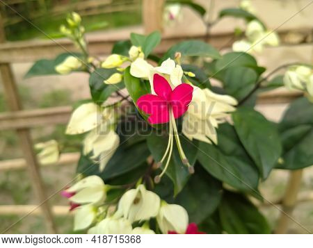 Bleeding Heart Glorybower Flower Garden Background Sunset Texture
