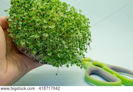 Cutting Off The Baselik Micro Vein. Microgreens Of Sprouted Basil Seeds. Healthy Food And Vegetarian