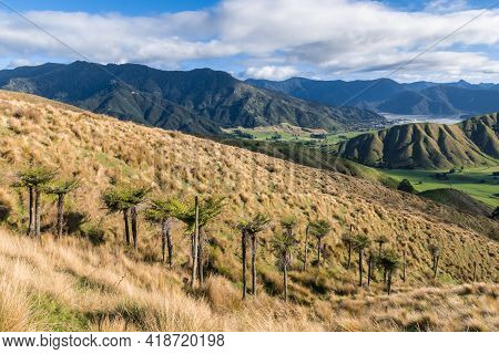 New Zealand Fern Trees Growing On Kaituna Ranges Near Havelock Town In Marlborough Region, South Isl