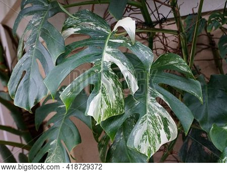 Beautiful Variegated Leaves Of Monstera Deliciosa Albo Tropical Plant
