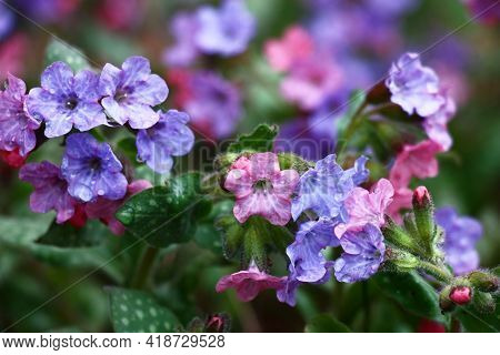 In A Garden Has Expanded And Blossoms Small Flowers Pulmonaria Saccharata.in Total In Water Drops Af