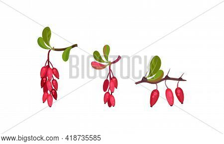 Red Berberis Or Barberry Hanging On Leafy Twig Vector Set