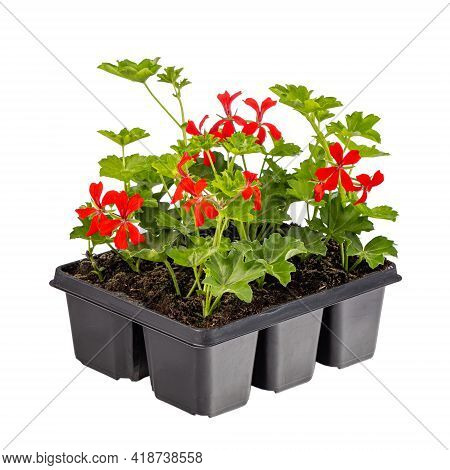 Ivy Geranium Or Cascading Geranium Pelargonium Peltatum Plant Ready For Sale Isolated On White Backg