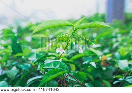 Mok Flowers And Green Leaf Blurred And Copy Space Background, Selectived Focus, Close Up