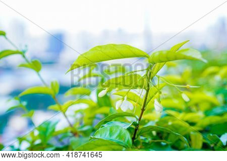 Mok Flowers And Green Leaf Blurred And Copy Space Background, Selectived Focus, Close Up
