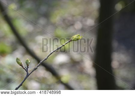 American Chestnut Branch With New Leaves - Latin Name - Castanea Dentata