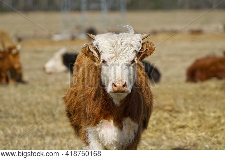 Young Chandler Herefords Cow Portrait. Brown And White Paint Cow. Cute Orange Cow With White Head