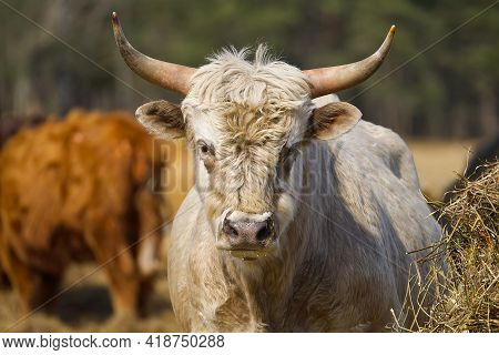 Portrait Of Blonde Aquitaine Breed Cow In The Meadow Autumn Field. Free Grazing