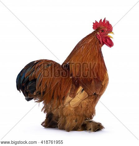 Majestic Adult Buff Black Columbia Cochin Rooster, Standing Side Ways Showing Tail. Head Turned Over