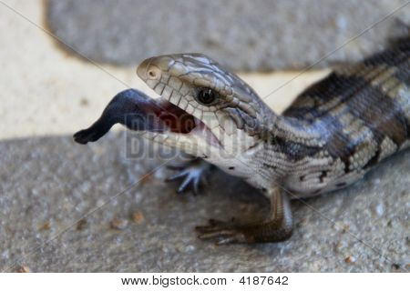 Baby Blue Tongue jaszczurka