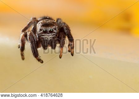 Jumping Spider On A Chopped Apple Edge Looking Down