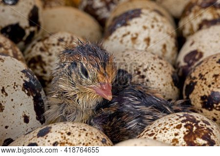 Just Hatched Common Quail Chicks And Mottled Eggs