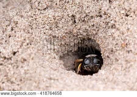 Dasypodaidae Looks At Us And Hiding In His Sand Cave