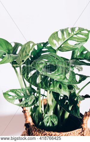 Monstera Monkey Mask, Or Official Name Monstera Adansonii, The Adansons Monstera, Swiss Cheese Plant