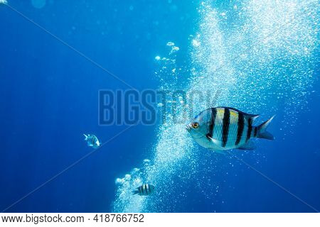 Sergeant Major Fish on a coral reef