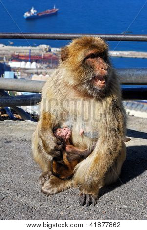 Barbary ape fodring hendes baby, Gibraltar.