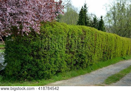Hedge Of Shrubs Is Usually Up To 2 M High. The Shrub Is Dense, Long Branches Half Overhanging. It Ha