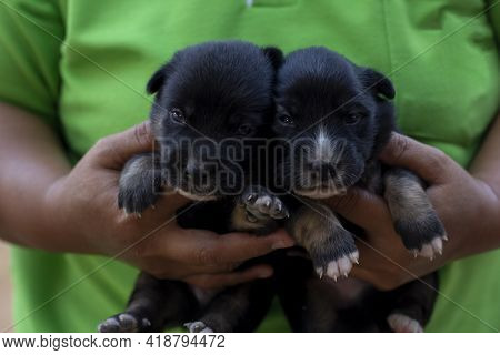 Two Black Puppy Looking At Camera And Was Carried By The Owner With Care.