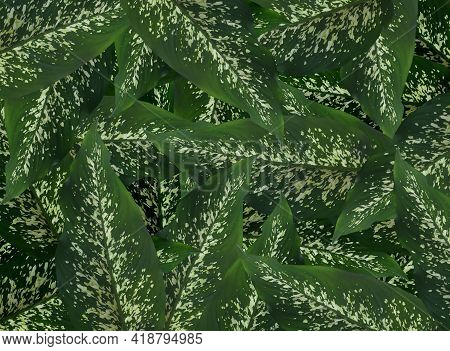 Concept Fresh Dieffenbachia Leaf For The Background.