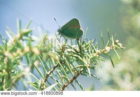 Happy Springtime Scene With Close Up Of Green Hairstreak Butterfly In A Evergreen Forest On A Junipe