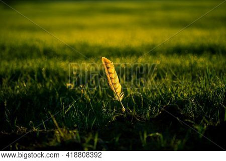 Beautiful Hawk Feather In The Wet Grass In Summer Meadow During The Sunrise. Bright, Colorful Detail
