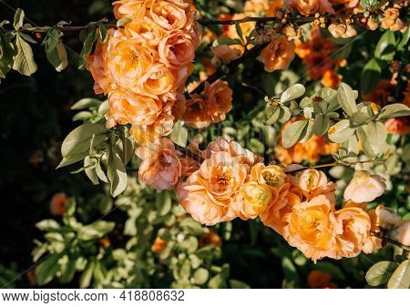 Beautiful Chaenomeles Speciosa Sweet Nakai Known Also As Chinese Quince Used In Garden And Tradition