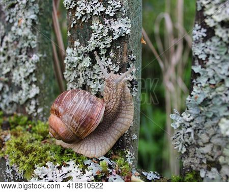 A Large Grape Snail Crawls Along An Old Wooden Fence Overgrown With Moss And Lichen. It Looks From B