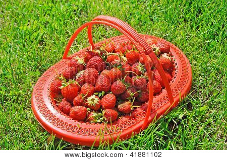 Lug-box Of Ripe Strawberry On Green Grass