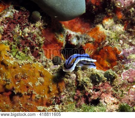 A Chromodoris Lochi Nudibranch Boracay Island Philippines