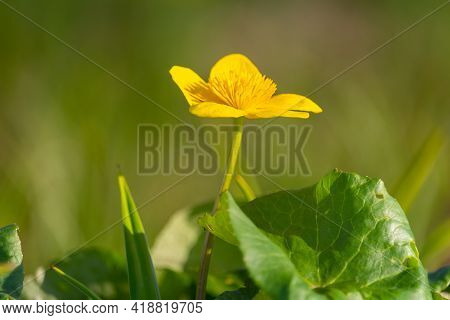 Marsh Marigold, Kingcup, Caltha Palustris Flower In Green Grass