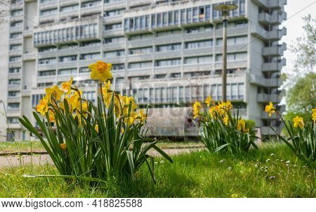 Lent Lilies In Front Of A Typical Housing Block Of The 60ies In Zurich, Switzerland