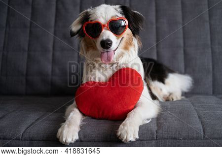 Funny Australian Shepherd Dog Lying On Couch With Heart Glasses. Valentine Day