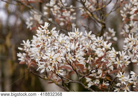 Smooth Serviceberry (amelanchier Laevis) Flowers