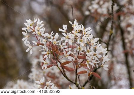 Smooth Serviceberry (amelanchier Laevis) Flowers