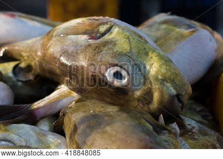 Smoothback Pufferfish (lagocephalus Inermis) For Sale In The Fish Market In Mangalore Harbour, Karna