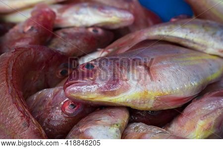 Northern Red Snapper Fish Close Up Shot,kept In Ice To Maintain Freshness.
