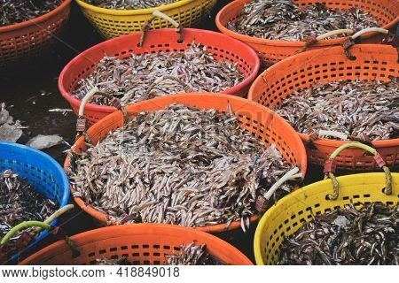 Collection Of Anchoviella Lepidentostole Fish In Various Fish Containers For Sale In The Market.
