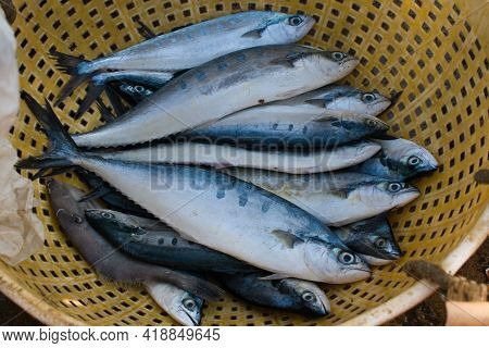 Collection Of Double-spotted Queenfish Kept On A Container For Sale.