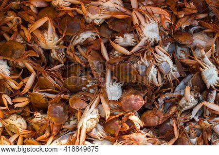 Collection Of Large Quantity Red Seacrabs For Export With Shallow Depth Of Field.