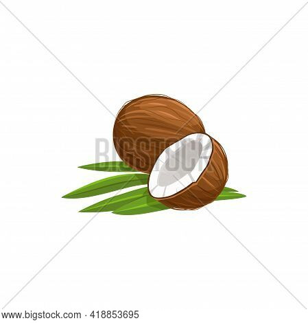 Tropical Coconut Isolated Cut In Half And Whole Fruit With Green Leaves. Vector Brown Matured Nut Wh
