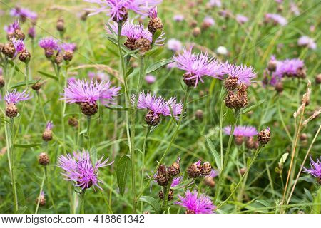 Beautiful Pink Purple Cornflowers (centaurea Jacea) In A Summer Meadow